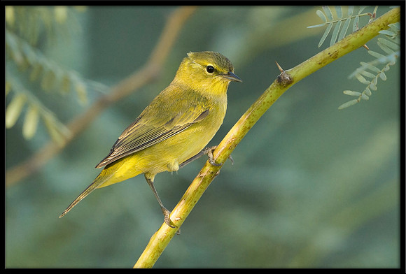 Orange-crowned Warbler