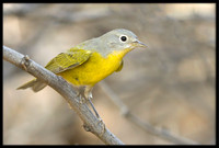Nashville Warbler
