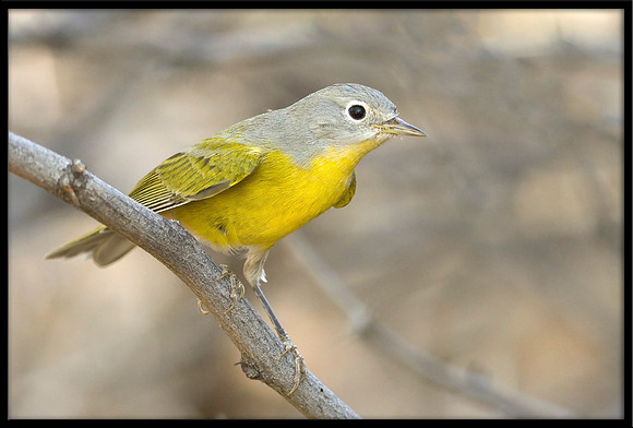 Nashville Warbler