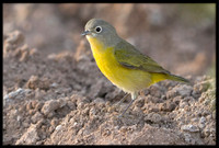 Nashville Warbler