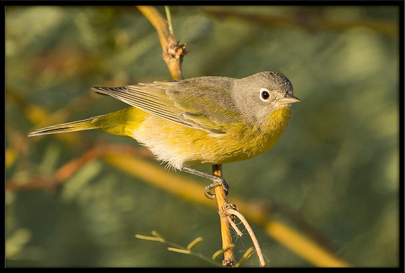 Nashville Warbler