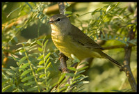 Orange-crowned Warbler