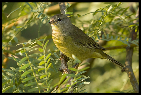 Orange-crowned Warbler