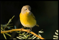 Nashville Warbler