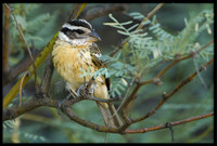 Black-headed Grosbeak