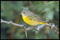 Nashville Warbler
