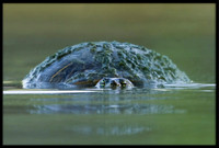 Turtles