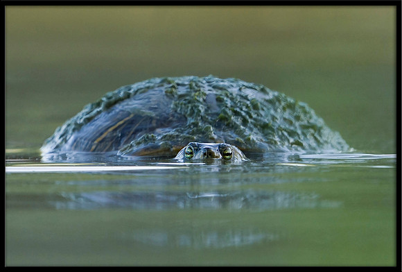 Red-eared Slider Turtle