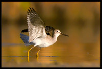 Lesser Yellowlegs