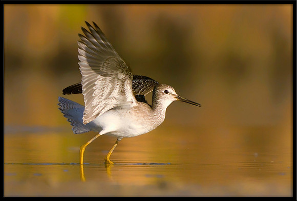 Lesser Yellowlegs