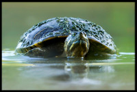 Red-eared Slider Turtle