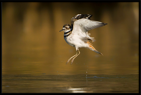 Killdeer