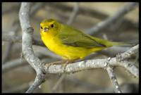 Wilson's Warbler