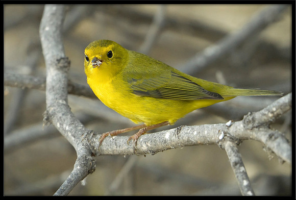 Wilson's Warbler