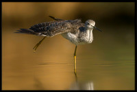 Greater Yellowlegs
