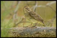 Brewer's Sparrow