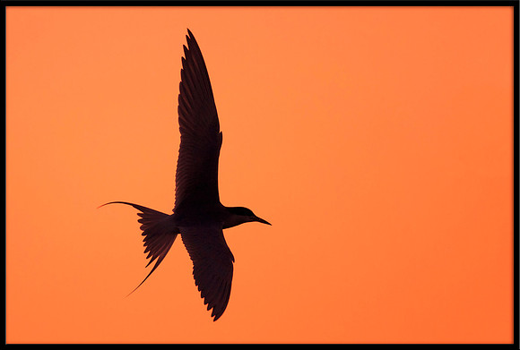 Forster's Tern at sunset