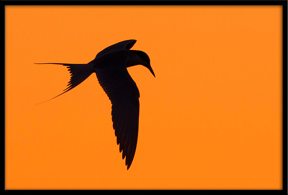 Forster's Tern at sunset