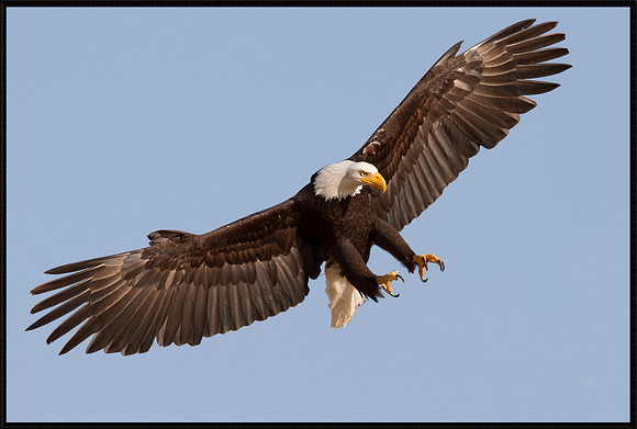 Bald Eagle