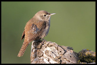 Wrens