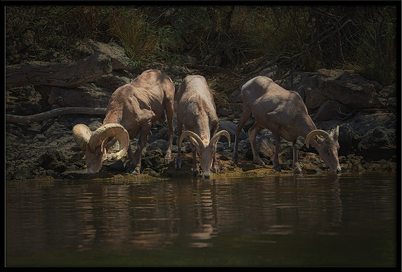 Desert Bighorn Rams