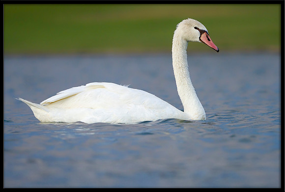 Mute Cygnet - 140 Days Old