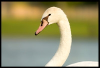 Mute Cygnet - 140 Days Old