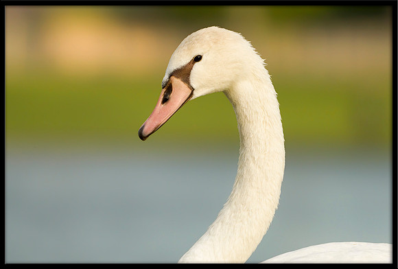 Mute Cygnet - 140 Days Old