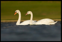Mute Swan and 140-Day-Old Cygnet
