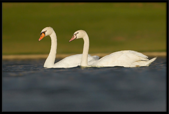 Mute Swan and 140-Day-Old Cygnet