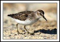 Sandpiper