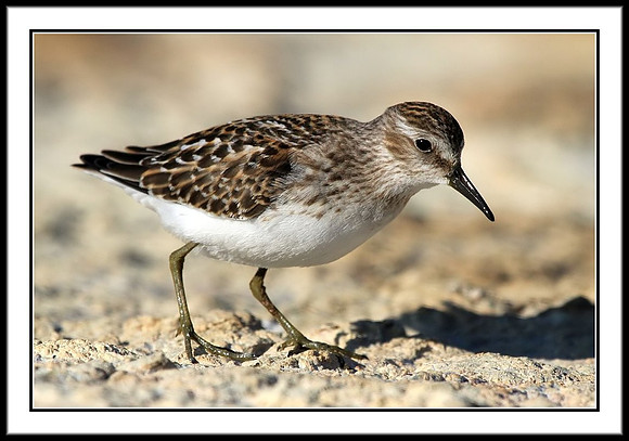 Sandpiper