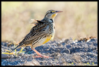 Western Meadowlark