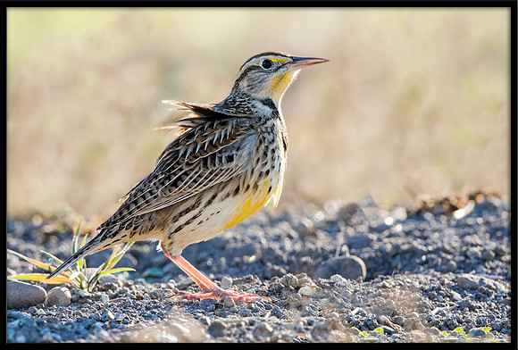 Western Meadowlark