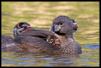 Pied-billed Grebe with chicks
