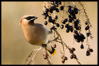 Cedar Waxwing