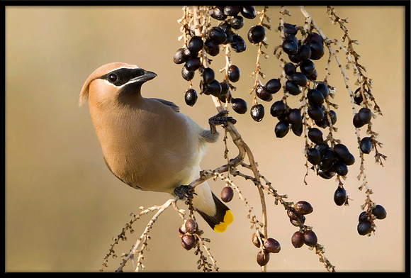 Cedar Waxwing