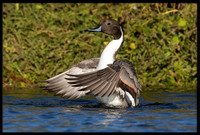 Northern Pintail