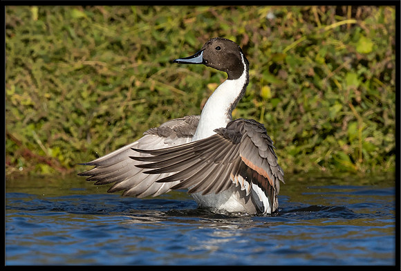 Northern Pintail