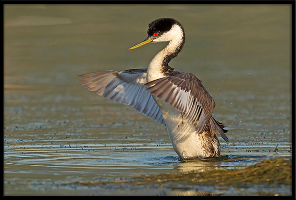 Western Grebe
