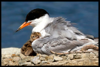 Forster's Tern With 2-Day Old Chick