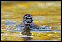 Pied-billed Grebe chicks