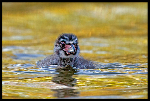Pied-billed Grebe chicks