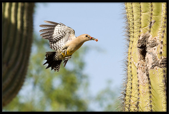 Gila Woodpecker nest
