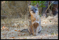 Grey Fox
