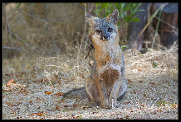 Grey Fox