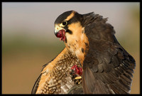 Aplomado Falcon