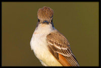 Ash-throated Flycatcher