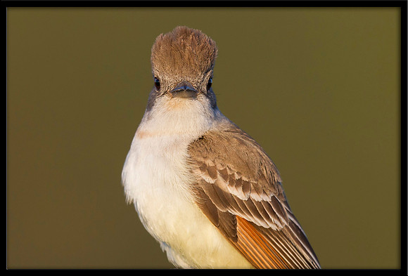 Ash-throated Flycatcher
