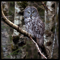 Great Grey Owl